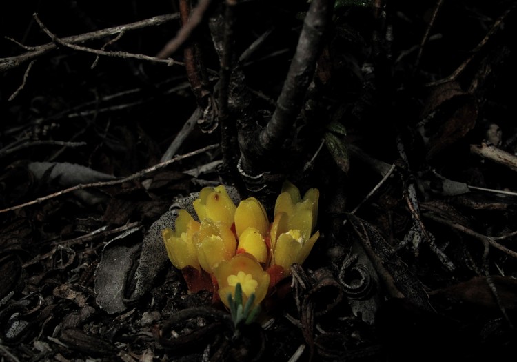 Cytinus hypocistis